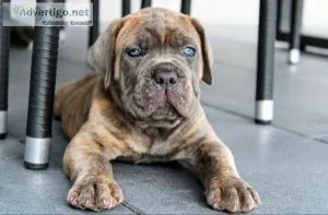 Lovely Cane Corso puppies