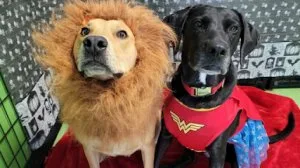 Best Pet Grooming in Davidson Point Townhomes