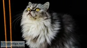 Persian cat price in India