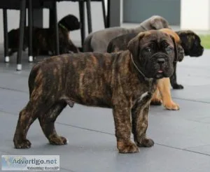 Lovely Cane Corso puppies