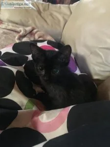 Kitten