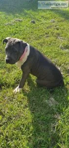 American blue staffy pups