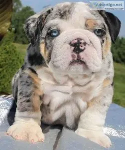 Gorgeous Male and Female Bulldog Pups for sale....
