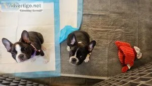French bulldog puppies