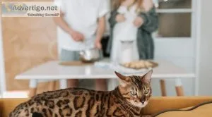 Bengal cat price in Kolkata