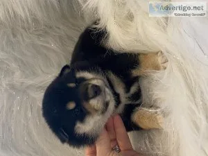 Shiba Inu puppies Dakine Shiba Inu