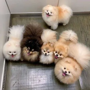Pure white teddy Pomeranian Puppies for sale