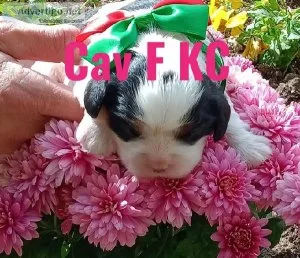 Cavalier King Charles Spaniel Puppies