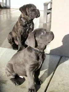 Lovely Cane Corso puppies