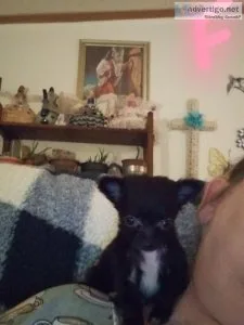 Ckc registered miniature chihuahua puppies