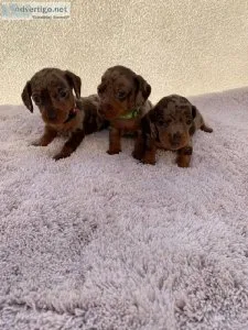 Friendly Mini Dachshund Puppies for sale