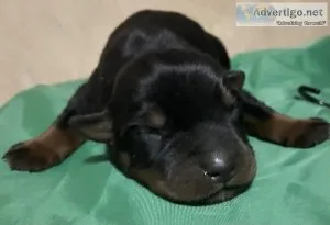 Rottweilers Puppies