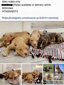 American bullies