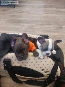 2 freach bulldog puppies