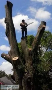 HOUSTON TREE SERVICE 