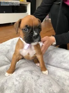 adorable Boxer puppies