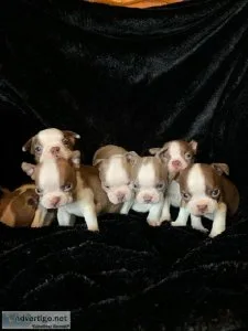 For ever looking good Healthy Male and Female Boston Terrier pup