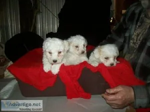 Bichon Frise Puppies