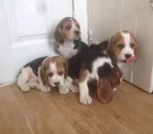 FHRTJS HGKLUI Beagle puppies