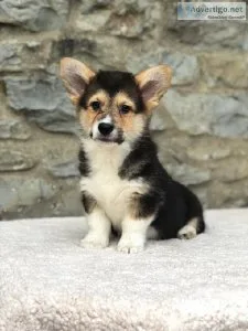 Corgie Puppies For Sale