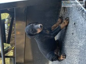 Male doberman pup