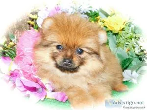 Chicago Toy Pomeranian Boys. Prespoiled. Full Guarantees.