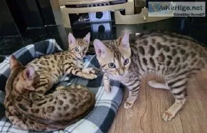 Beautiful Bengal Kittens for sale