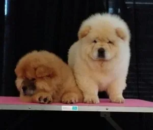 FGJTRQL HJLKJ Chow Chow puppies