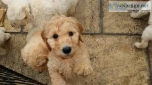 SFYGJYT FDHRDH Labradoodle puppies