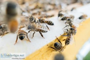 Bee control services
