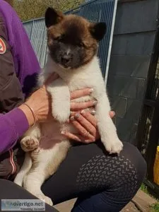 Lovely Akita puppies