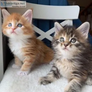 Beautiful Maine Coon kittens for sale