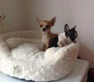 DYRJHJE JRKJTK  Chihuahua puppies