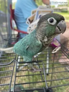 Turquoise Greencheek Conure Babies