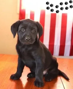 Great Labrador Retriever Puppies.