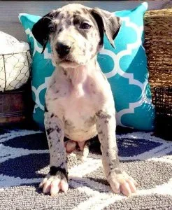 AKC .Outstanding Vaccinated Great Dane Puppies For Sale
