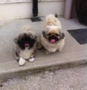 TFJTEJ HGJKYK Pekingese puppies