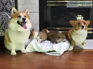 Corgi puppies