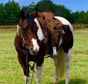 Gentle and Gorgeous eye catcher. 2016 Paint horse 14.3hh.
