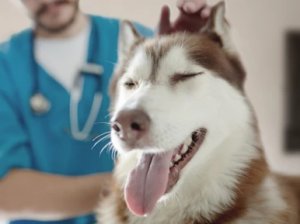 Best Animal Healthcare Center in Boynton Beach FL