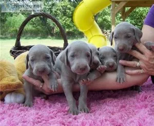 THRTEJ FGTHJTRE Weimaraner puppies