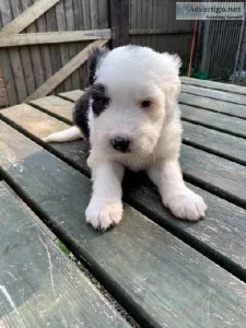 Gorgeous Border Collie puppies available