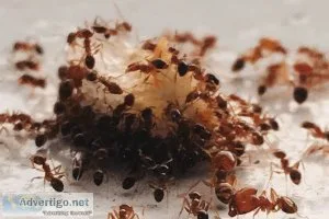 Ant pest control services