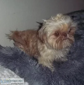Tiny Imperial Shihtzu Male Videos
