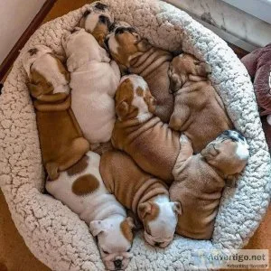 English bulldog