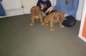 FGHJT GFJYT Dogue de Bordeaux puppies