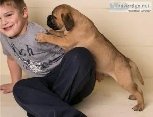 Cutie Bullmastiff Puppies