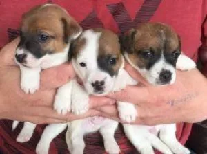 FJTWFG GHKJT Jack Russell Terrier puppies