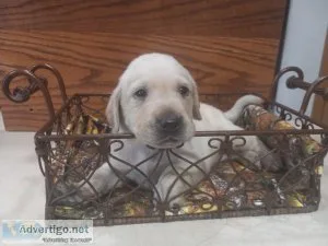 Akc labrador retriever puppies