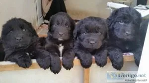 GJTRJR DSFERR Newfoundland puppies
